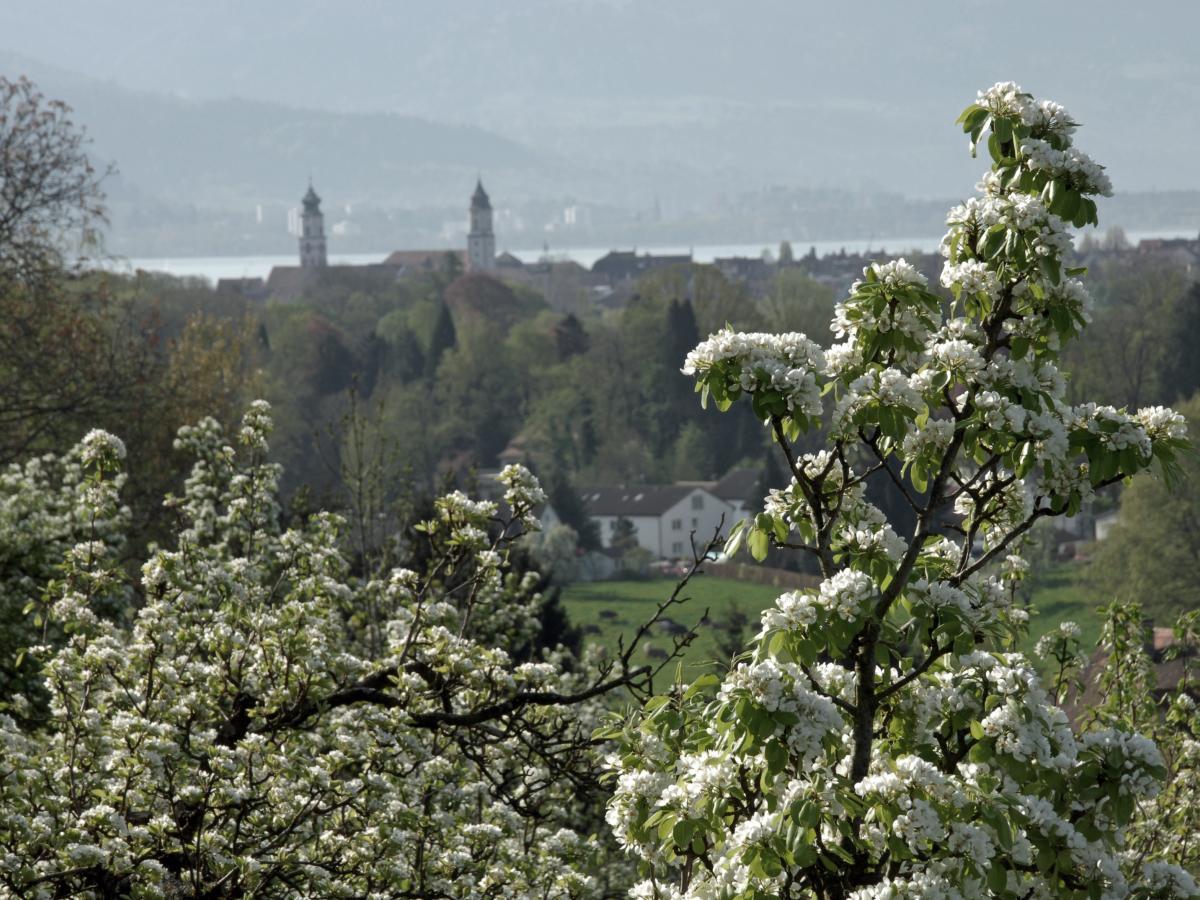 Lindau Obstblüte Insel Kirchtuerme